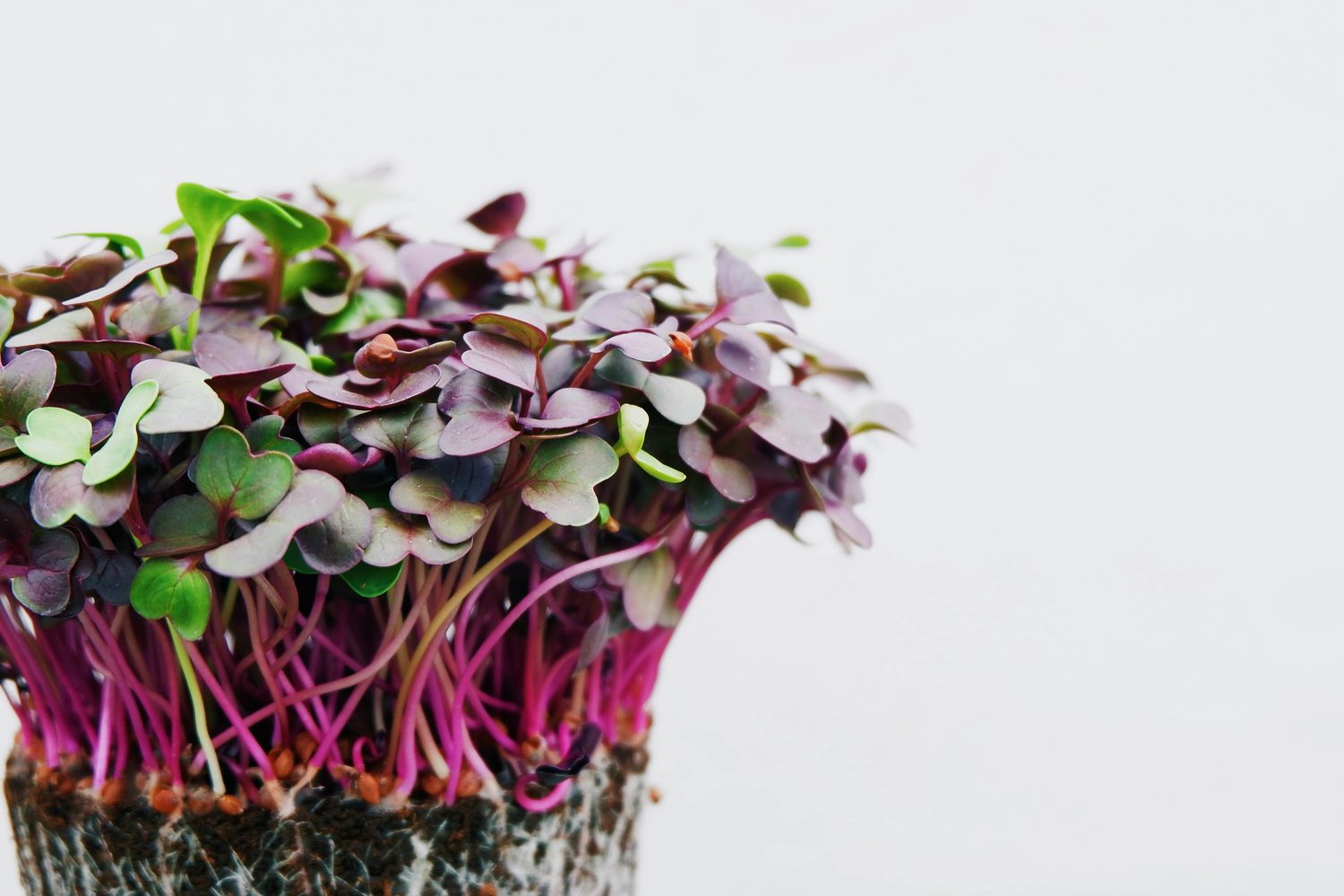 Vibrant red and green microgreens
