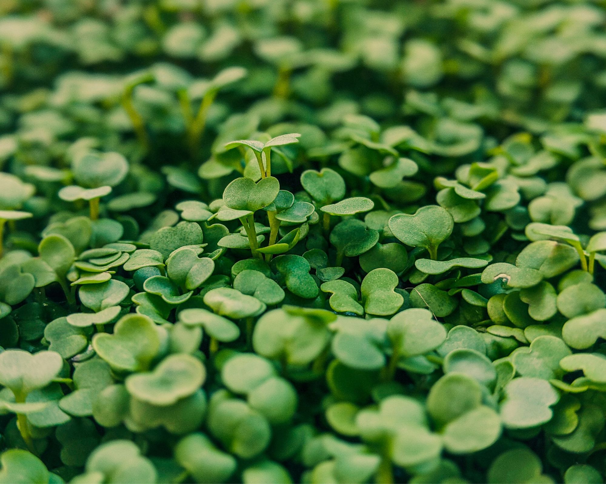 Dense bed of fresh microgreens